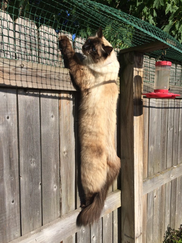 Cat-Containment-Fence-One-Reader-Shares-How-He-Contains-His-Ragdoll-Cat-Harry-Ragdoll-Cat-Simon-2-e1488343436870-768x1024